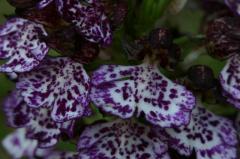Orchis purpurea, 23 mai 2004, Pampelune (Navarre)
