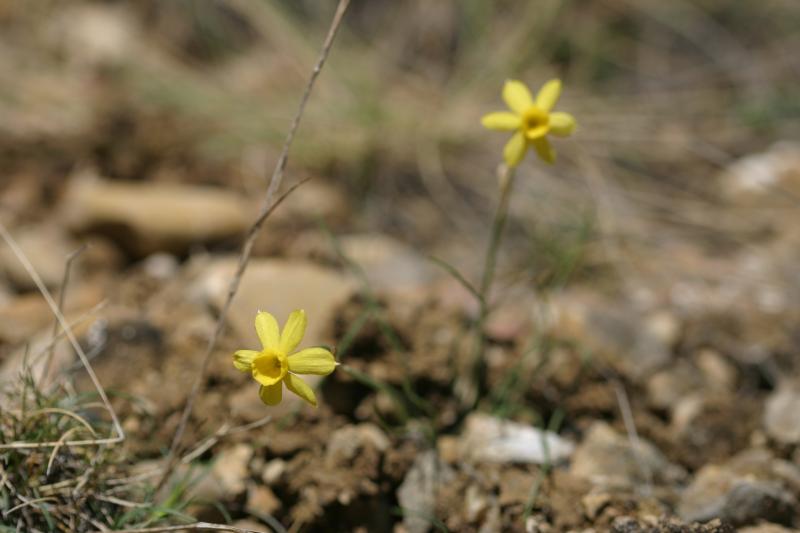 Narcissus requienii, 25 avril 2004, Puerto de Oroel (Aragon)