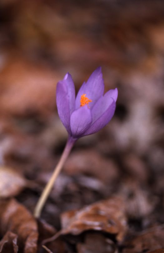 Crocus nudiflorus, 2 dcembre 2001, Croix de Buzy (64)