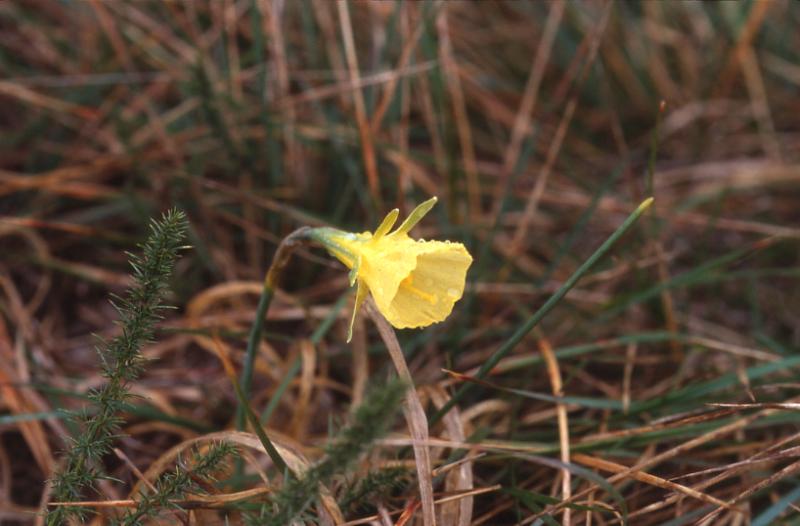 Narcissus bulbocodium, 2 mars 2003, Morcenx (40)