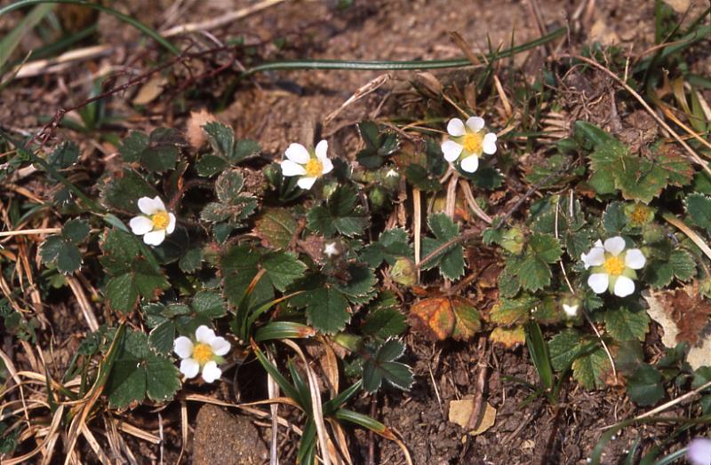 Potentilla sterilis, 15 mars 2003, Holzarte (64)