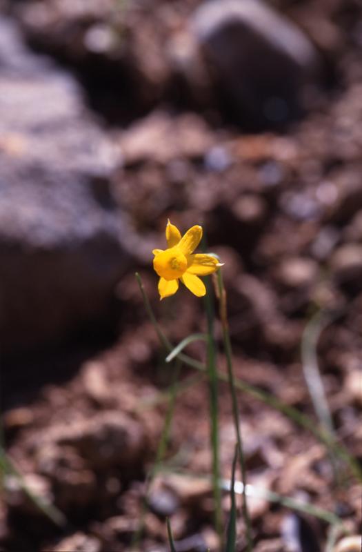 Narcissus requienii, 3 mai 2003, Embalse de Vadiello (Aragon)