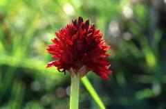 Nigritella austriaca, 7 juin 2003, Valle d'Aspe (64)