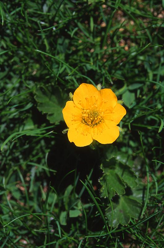 Geum montanum, 21 juin 2003, Lac Paradis (64)