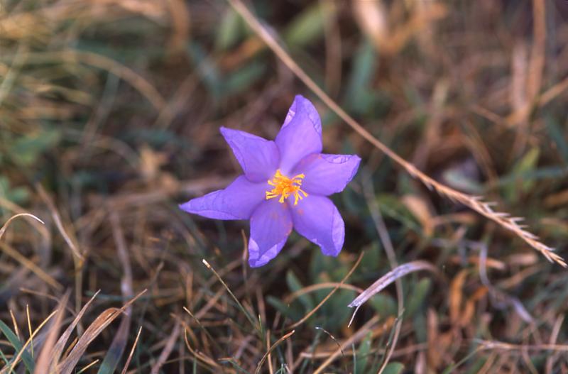 Crocus nudiflorus, 31 aot 2003, Pic du midi d'Ossau (64)