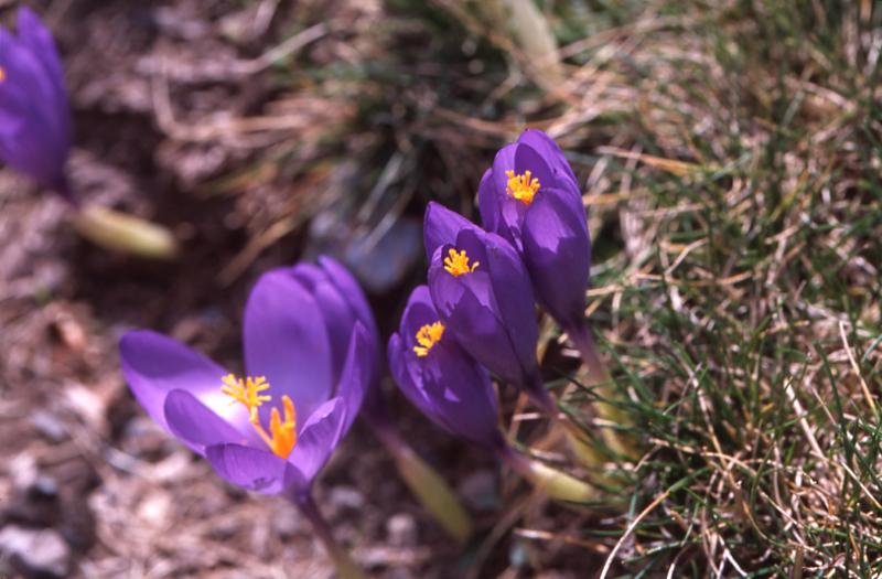 Crocus nudiflorus, 13 septembre 2003, Lacs d'Ayous (64)