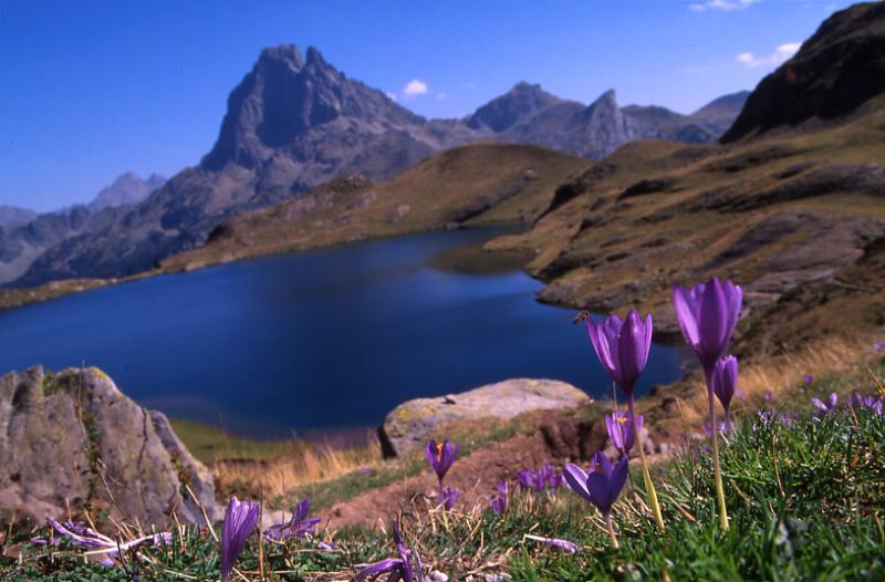 Crocus nudiflorus, 20 septembre 2003, Lacs d'Ayous (64)