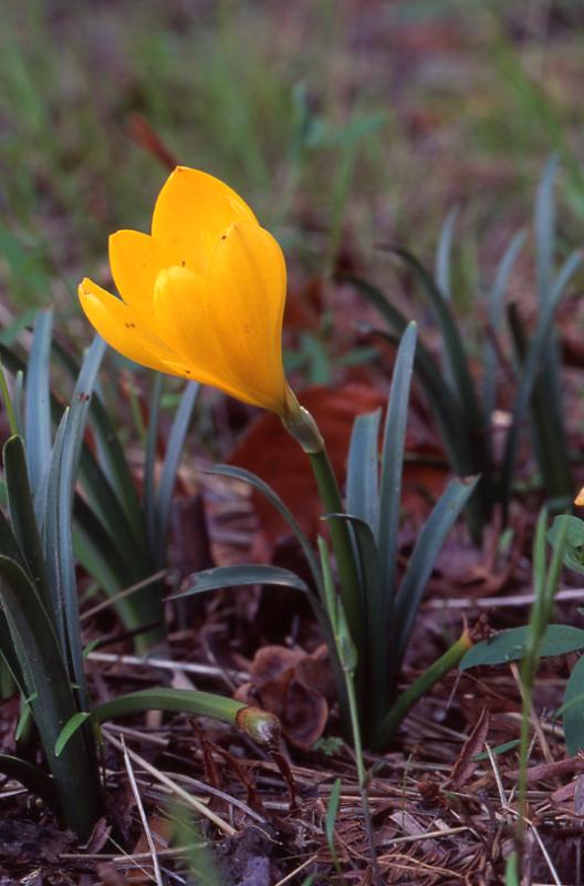 Sternbergia lutea, 14 octobre 2003, Salies de Barn (64)